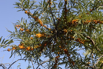 sea-buckthorn branches are covered with berries
