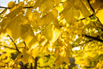 Obraz premium Autumn yellow leaves background in sunny day.Sun shining in the autumn forest. Branch with yellow leaves against the sunlight.Colorful foliage in the park. Falling leaves natural background