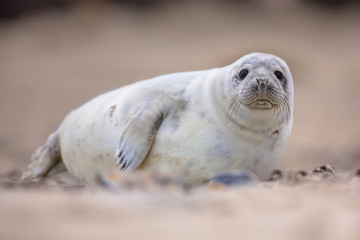 Curious harbor seal