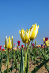Fototapeta premium field with blooming colorful tulips