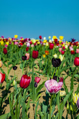 Obraz premium field with blooming colorful tulips