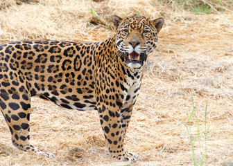 One adult male leopard standing in drought parched brown dry grass looking at viewer. Compared to other wild cats, the leopard has relatively short legs and a long body with a large skull.