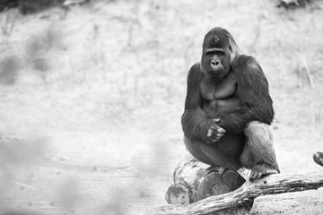 gorilla, silver back