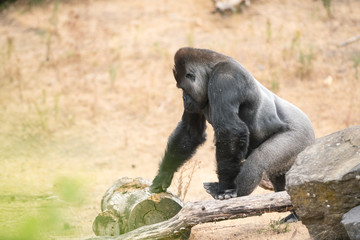 Naklejka premium gorilla, silver back
