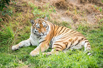Fototapeta na wymiar an beautiful tiger