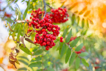 Red mountain ash on a branch, macro photo with selective focus.autumnal colorful red rowan branch.red ripe rowan berry branch.bunch of orange ashberry