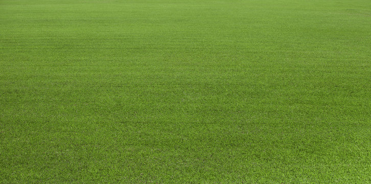 Green grass field, green lawn. Green grass for golf course, soccer, football, sport. Green turf grass texture and background for design with copy space for text or image. © somchaisom
