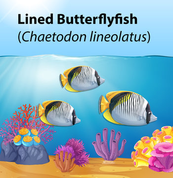 Lined butterfly fish card