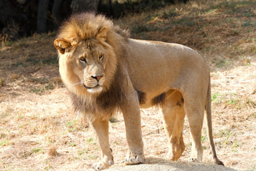 Young adult male lion standing in dry brown drought parched grass looking slightly down and to viewers right.