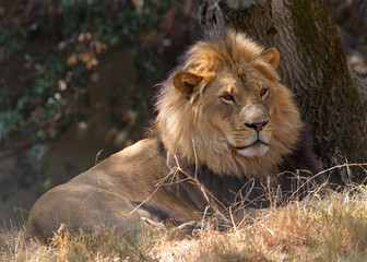 Young adult male lion laying on dry parched brown grass in the shade of trees looking off to viewers right.