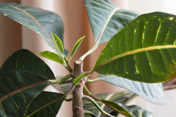 New shoots on croton plant. © lapis2380