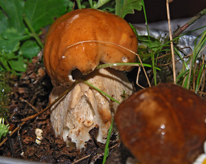 boletus