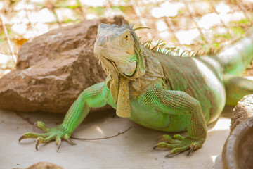 The green and brown iguana in a cage and daylight