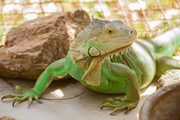 The green and brown iguana in a cage and daylight