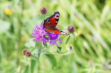 Forest butterfly sitting on a flower