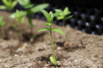 A one small plant also known as seedling. New era plants is here this springtime