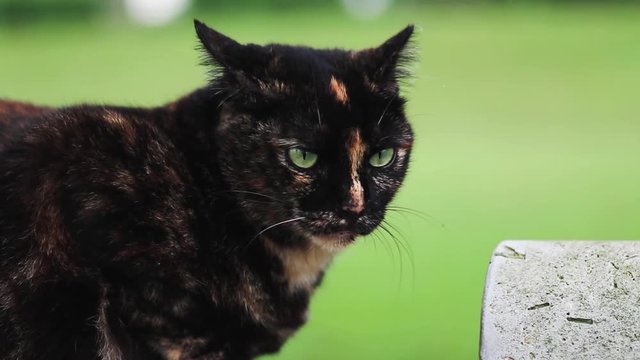 A rare colored Cat in the park.