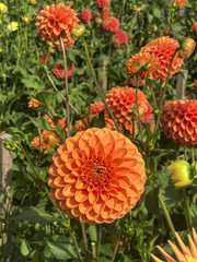 dahlias in back yard of country garden