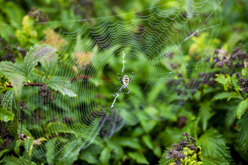 Ragno e ragnatela nel verde