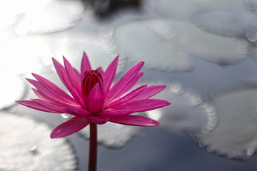 A booming lotus in the morning.