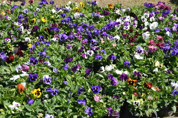 Nature Flowers, Nature Beauty, Colorful Flowers