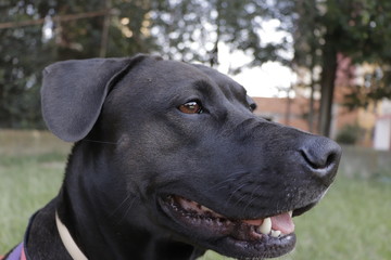 dulce sweet nala dogs lucas