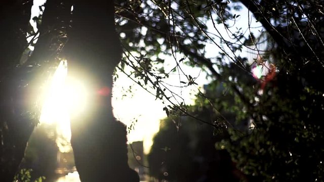 sun in the forest