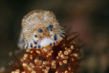 Nudibranch Dermatobranchus caeruleomaculatus Gosliner & Fahey, 2011. Picture was taken in Lembeh strait, Indonesia