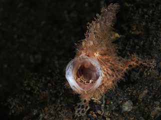 Hairy frogfish  (Antennarius striatus). Picture was taken in  Lembeh strait, Indonesia