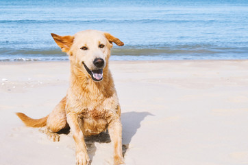 Young golden setting on the beach