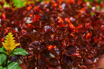 Begonia. Flowers in the orangery. Blooming flowers inside a garden center greenhouse. Multicolored flowers in hanging baskets in a greenhouse. Gifts of nature. Colorful and beautiful flowers.