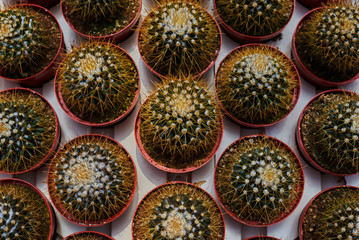 Different kinds of cactus in market. Top view of many cactus. Cacti plantation in nursery. Flowers at shop. Gardening. Garden center. Flowers in a greenhouse. Houseplants in the orangery.