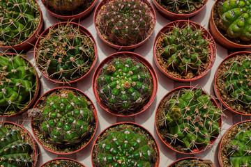 Different kinds of cactus in market. Top view of many cactus. Cacti plantation in nursery. Flowers at shop. Garden center. Flowers in a greenhouse. Houseplants in the orangery. Natural background.