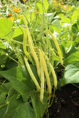 Fototapeta premium Yellow been growing in the garden. Yellow string been asparagus in vegetable garden in summer.