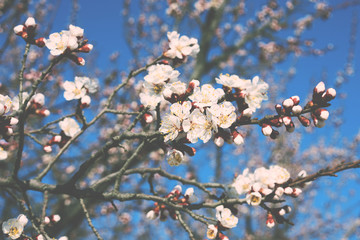 Spring background. Branches of a blossoming fruit tree with large beautiful buds against a bright blue sky. Cherry or apple blossom in spring season. Nature background. Toned image.
