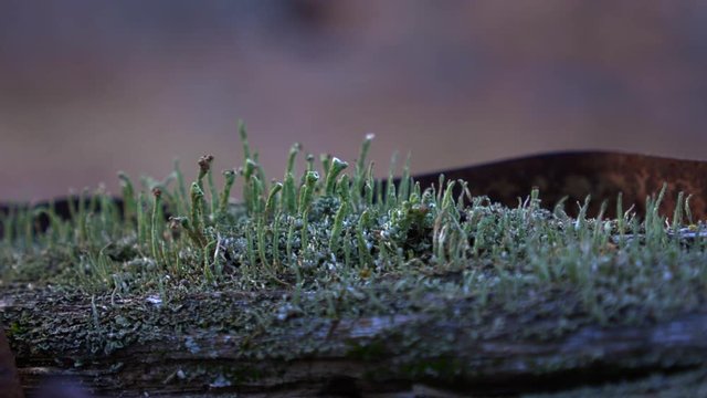 Green lichen growing on a rotting timber in the woods. Rusty metal surrounds. Pan RL