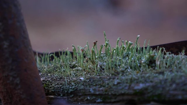 Green lichen growing on a rotting timber in the woods. Rusty metal surrounds. Focus racks from FG to BG