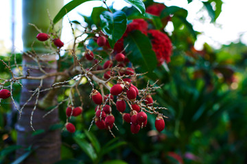 A bunch of ripe red areca palm Areca catechu on a tree. It is commonly referred to as betel nut chewing. Areca nut background, selective focus. betel nuts on the blurred green leaf background.