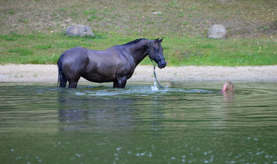 Swimming with a horse. Beautiful horse following a woman into a lake