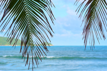 Palm tree leaves in front of ocean waves. Tropical beach.Beautiful travel destination.  Nature background.