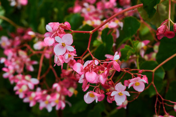 Obraz premium Summer or spring floral background. Beautiful coral begonia growing in the tropical garden on sunny summer day. Selective focus picture of pink flowers on tree with green garden at background.