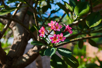 Close up of desert rose (pink adenium) tropical flower. Amazing background with tropical flovers on a natural blurred green foliage background. Summer blossoming bright flowers, floral background.