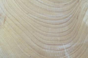 Naklejka premium Close up of annual rings natural texture background