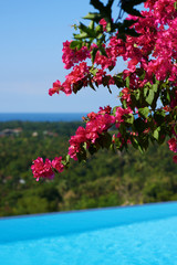 Floral background. Closeup beautiful Bougainvillea or paper flower. Magenta bougainvillea flowers on the bright blue pool background. Beautiful branch with leaves and bright flowers.
