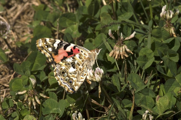 American Lady Butterfly (Vanessa virginiensis) in Iowa feasting on clovers with proboscis