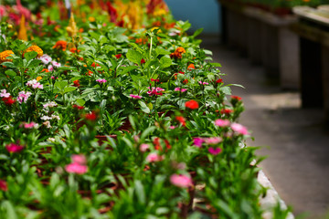Fototapeta na wymiar Flowers in the orangery. Cultivation of various colorful flowers in a greenhouse. Beautiful flowers at shop. Gardening. Colorful variety of flowers in a greenhouse. Summer colorful background.