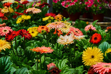Many Gerbera Daisy in a greenhouse. Production and cultivation flowers. Gerbera plantation. Gardening. Garden center. Summer blossoming bright flowers, festive background. Fresh flowers.