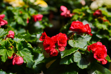 Numerous red flowers of tuberous begonias (Begonia tuberhybrida) in a greenhouse. Flowers in the...