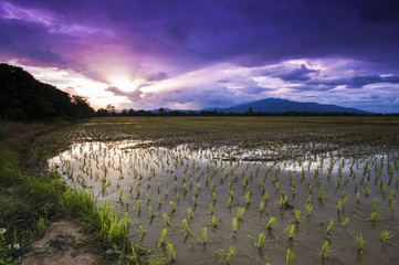 Landscape of paddy in Thailand at sunset