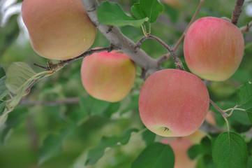 【青森県弘前市岩木山麓】津軽のりんごは日本一